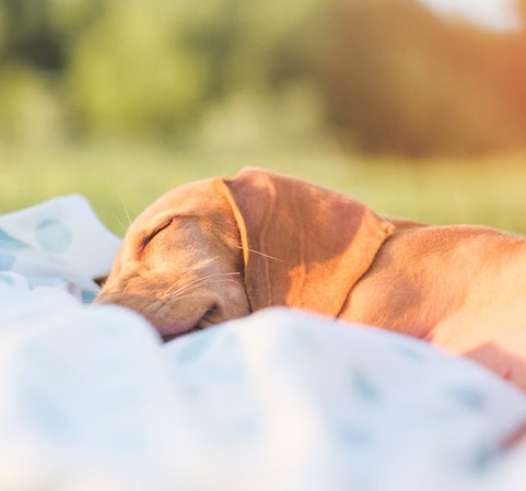 Every dog knows the importance of sleep: simple tips to help you become ‘more dog’